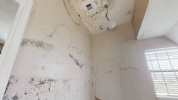 Best Air Quality Testing for Mold Spores  in State Center, IA