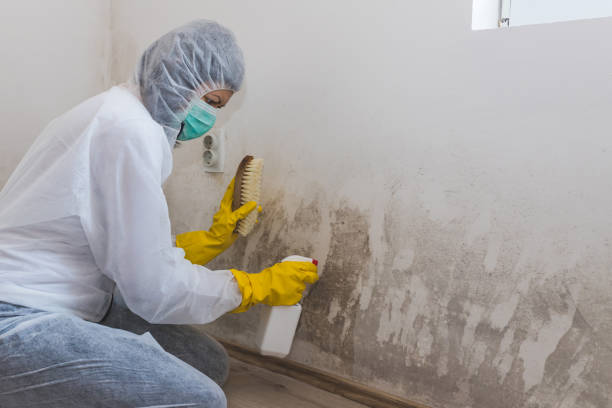 Best Water Damage & Mold Remediation  in State Center, IA