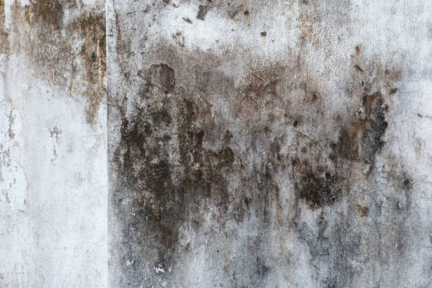 Mold Remediation for Vacation Homes in State Center, IA