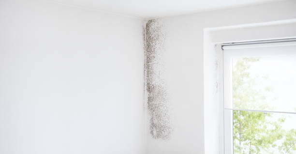 Trusted State Center, IA Mold Removal Experts