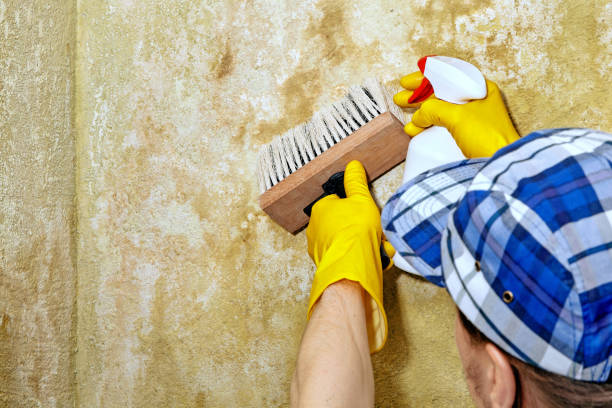 Best Comprehensive Air Testing for Mold Contaminants  in State Center, IA