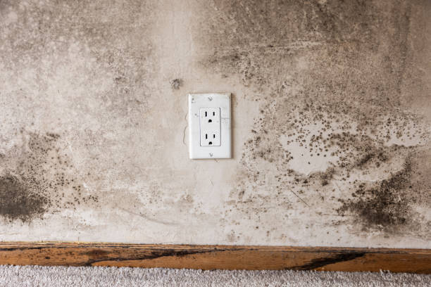 Best Emergency Mold Remediation  in State Center, IA