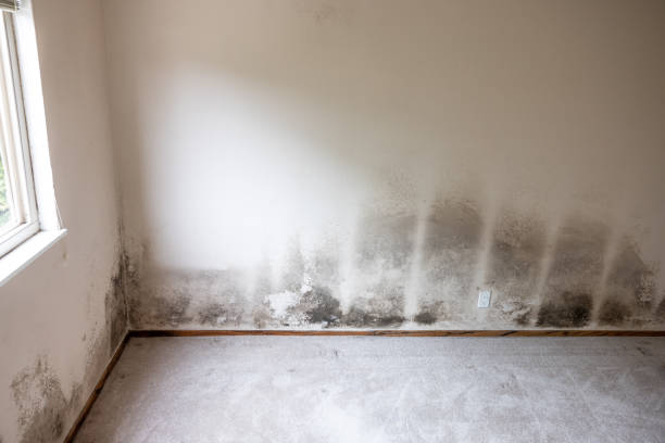 Best Basement Mold Removal  in State Center, IA