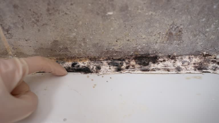 Best Dehumidification Services  in State Center, IA