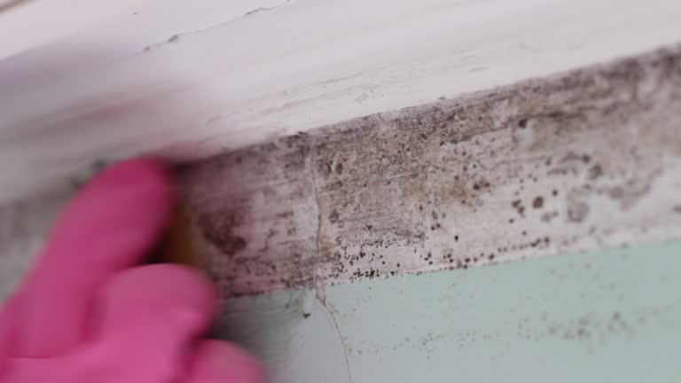 Best Environmental Consulting for Mold Prevention  in State Center, IA